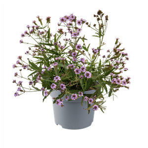 Afbeelding van VP Verbena P19 Rigida polaris Sky Blue knop